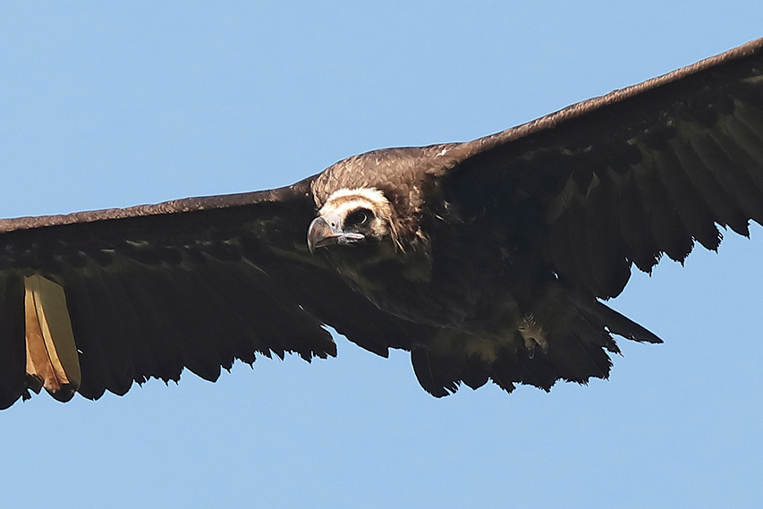 Avvoltoio monaco (Aegypius monachus)